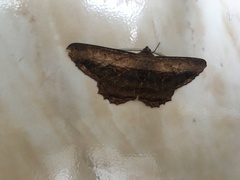 Chorodna pseudobolima