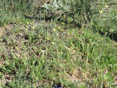 Diplotaxis catholica