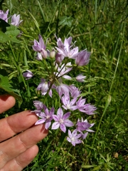 Allium unifolium