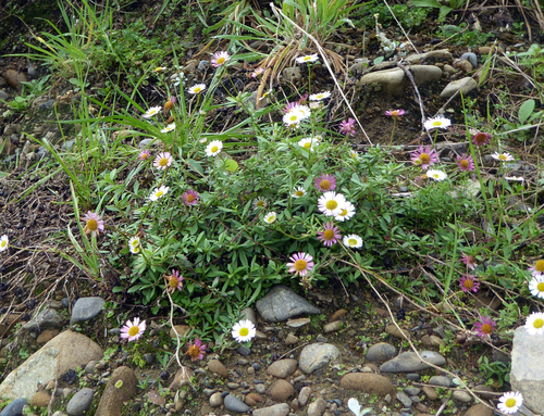 Erigeron karvinskianus