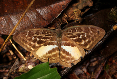 Apectinaria