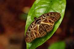 Catuna