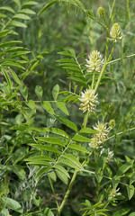 Glycyrrhiza