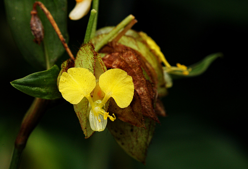 Commelina image