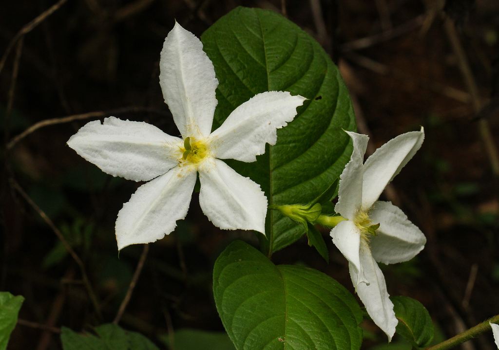Heinsia crinita (Heinsia crinita)