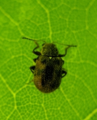Xanthonia decemnotata