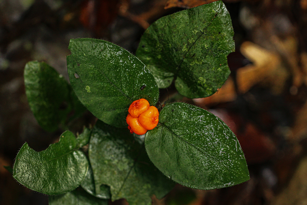 Hymenocoleus