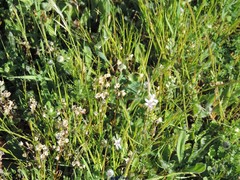 Spergula pentandra