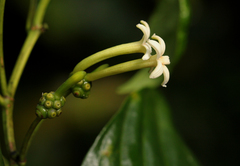 Morinda lucida
