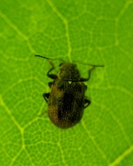 Xanthonia decemnotata