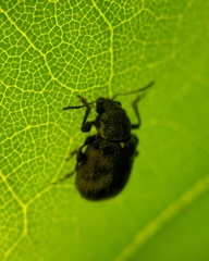 Xanthonia decemnotata
