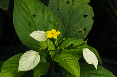 Pseudomussaenda stenocarpa