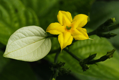 Pseudomussaenda stenocarpa