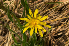 Nothocalais cuspidata