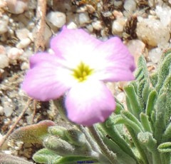 Malcolmia littorea