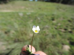 Viola kitaibeliana