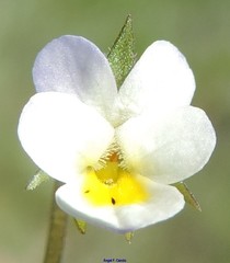 Viola kitaibeliana