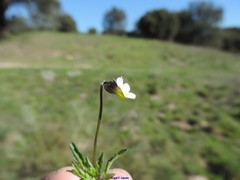 Viola kitaibeliana