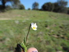 Viola kitaibeliana