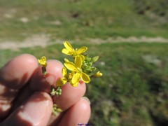 Brassica barrelieri