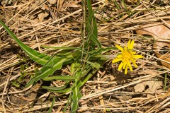 Nothocalais cuspidata