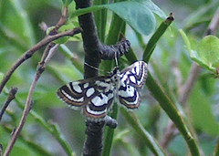 Nymphula nitidulata