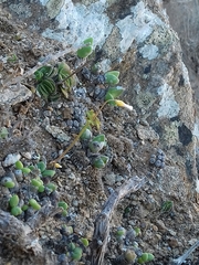 Oxalis campylorrhiza