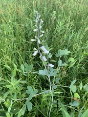 Baptisia alba macrophylla