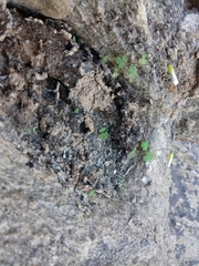 Oxalis campylorrhiza