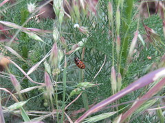 Chrysomela vigintipunctata
