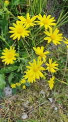 Senecio vernalis