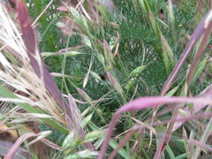 Chrysomela vigintipunctata