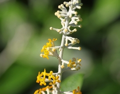Buddleja madagascariensis