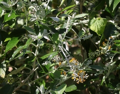 Buddleja madagascariensis