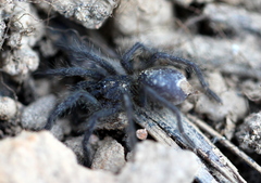 Harpactirinae