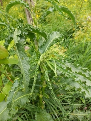 Rumex longifolius