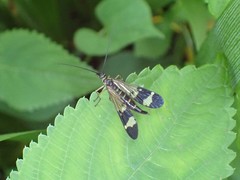 Panorpa japonica