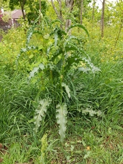 Rumex longifolius
