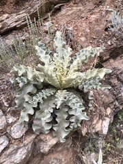 Verbascum undulatum
