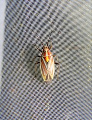 Horistus orientalis