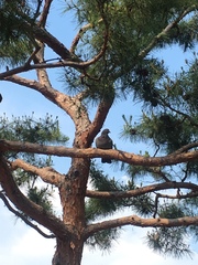 Columba livia domestica