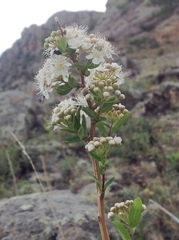 Spiraea flexuosa