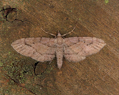 Eupithecia unicolor