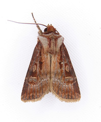 Agrotis vancouverensis