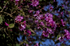 Physocalymma scaberrimum