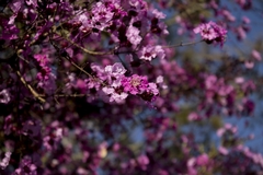 Physocalymma scaberrimum