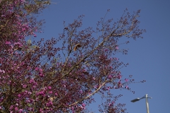 Physocalymma scaberrimum