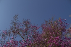 Physocalymma scaberrimum