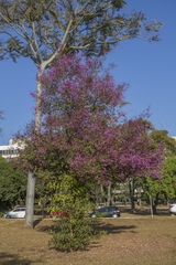 Physocalymma scaberrimum