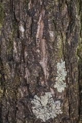 Physocalymma scaberrimum
